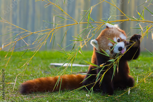 Fotografie The panda red or lesser panda (Ailurus fulgens)