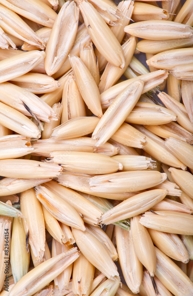 oat grains macro background oat grains macro background