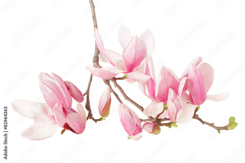 Fototapeta premium Magnolia, spring flower branch on white, clipping path