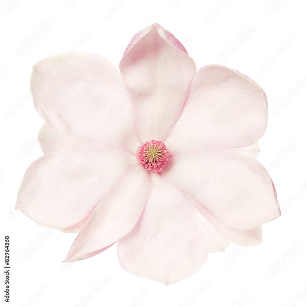 Fototapeta premium Magnolia, pink spring flower isolated on white, clipping path