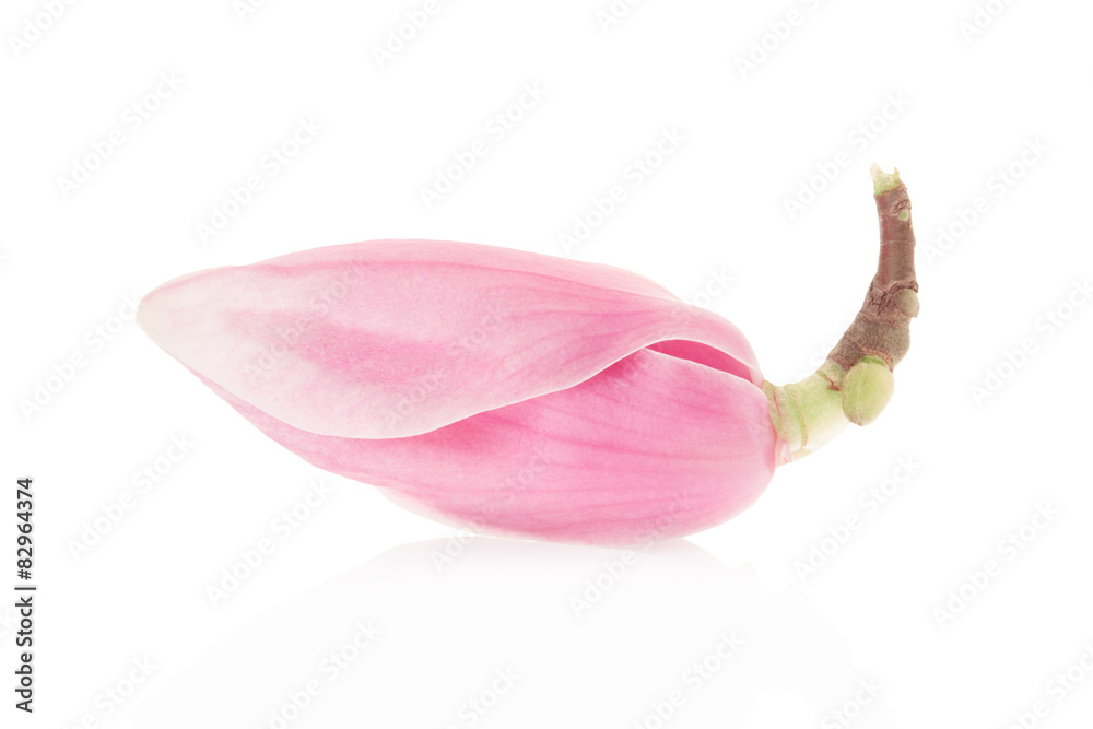 Fototapeta premium Magnolia, pink spring flower bud on white, clipping path