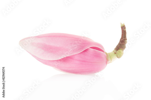 Fototapeta Naklejka Na Ścianę i Meble -  Magnolia, pink spring flower bud on white, clipping path