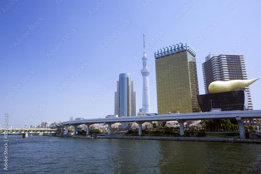 Naklejka premium 東京スカイツリーと隅田川満開の桜 快晴青空