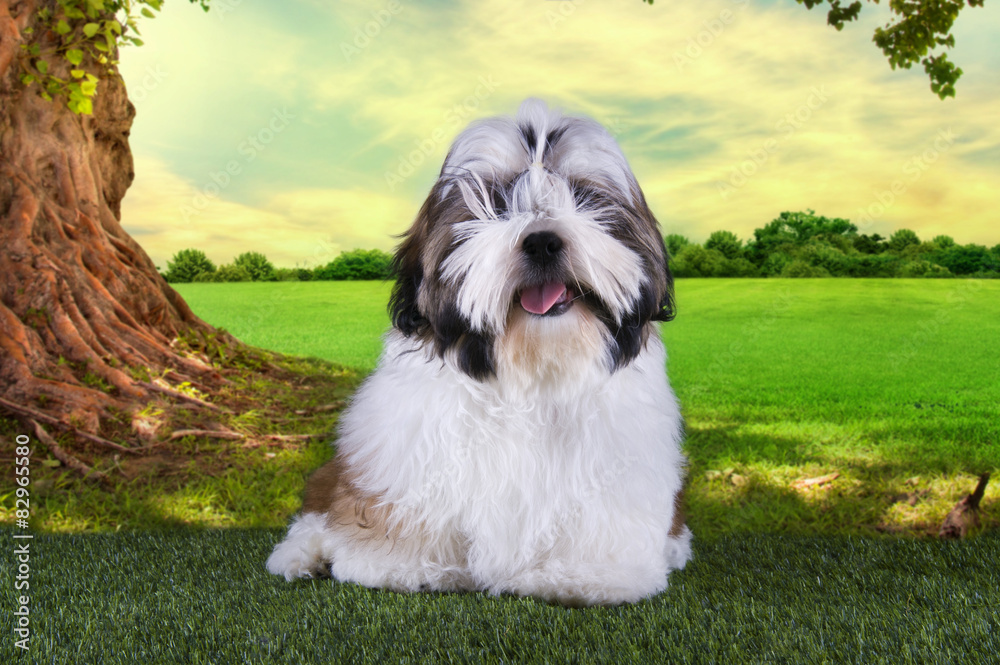 shih tzu puppy is resting on the grass under a tree on a summer