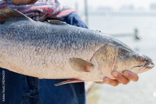 asian fisherman holding raw fish on berth