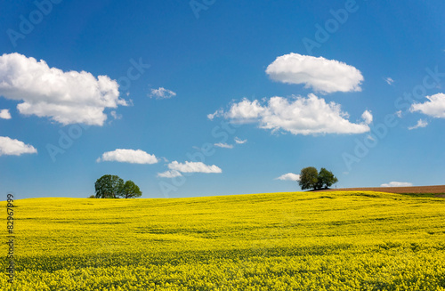 German agriculture landscape - rapeseed field 