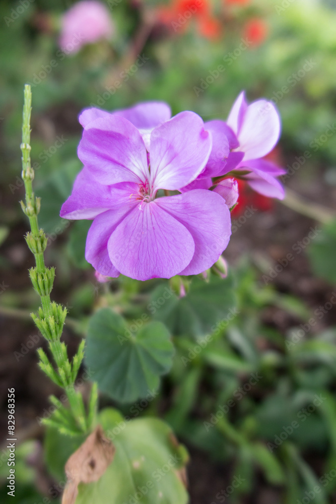 geranium in the garden geranium in the garden
