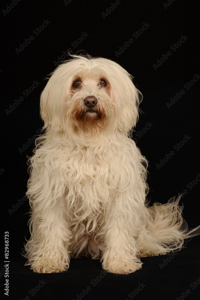 Tibet Terrier, Hund, Haustier