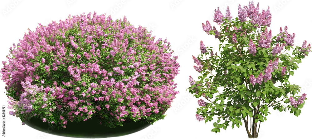 Naklejka premium Lilac bush