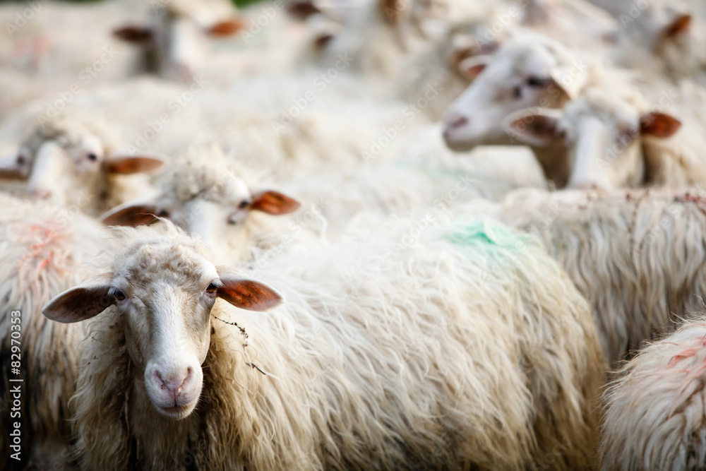 Obraz premium pecore al pascolo