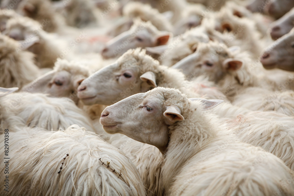 Naklejka premium Pecore 