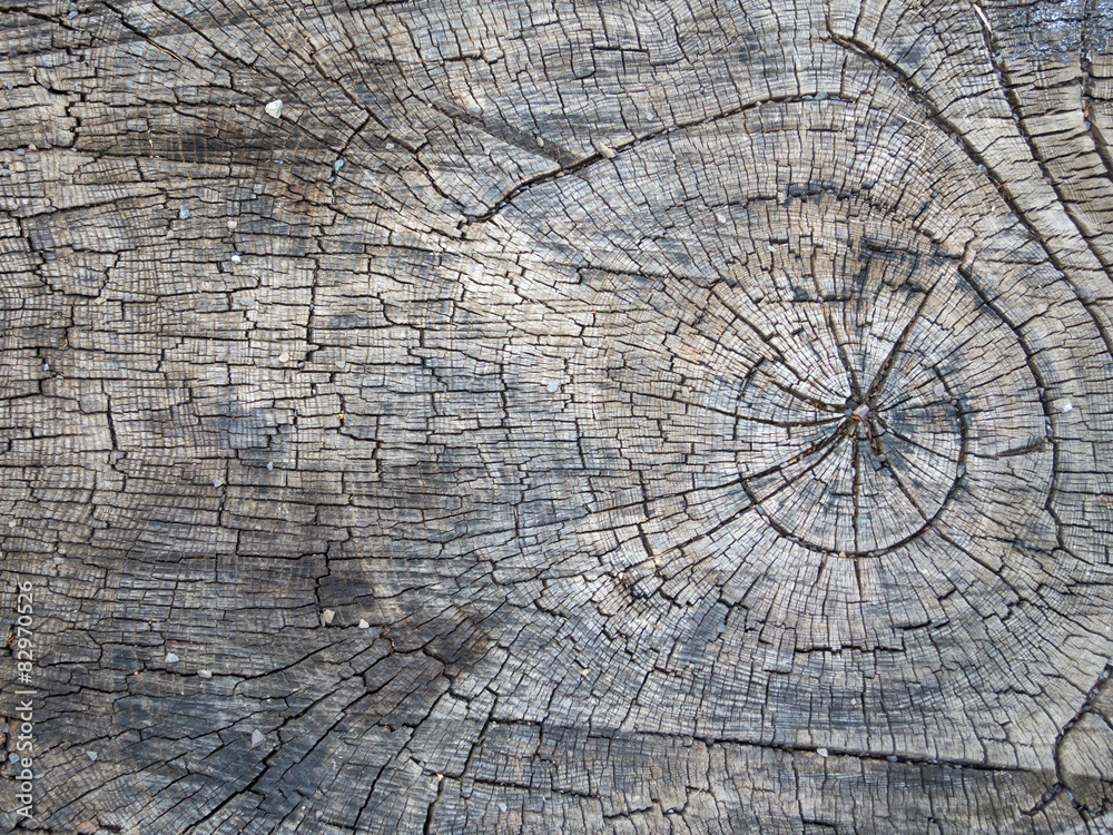 Fototapeta premium Holz