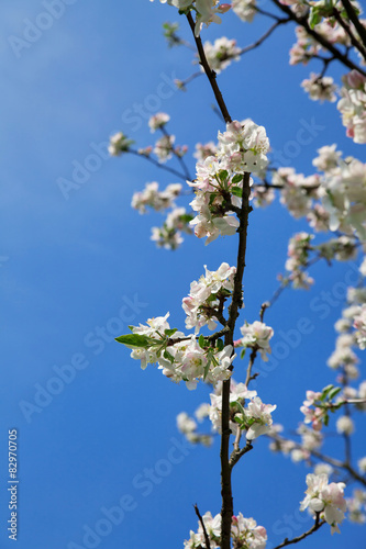 Blossom apple