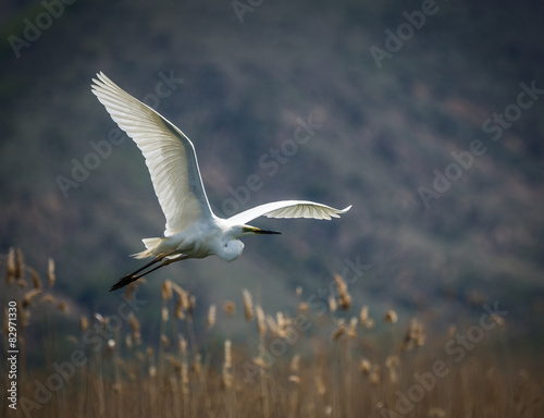 Great White Egret at Lake Prespa, Greece