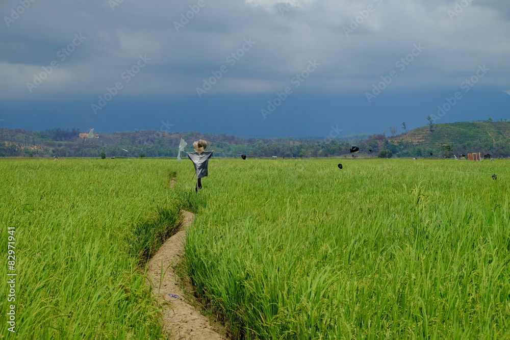 A view of paddy field with Mount Kinabalu background.