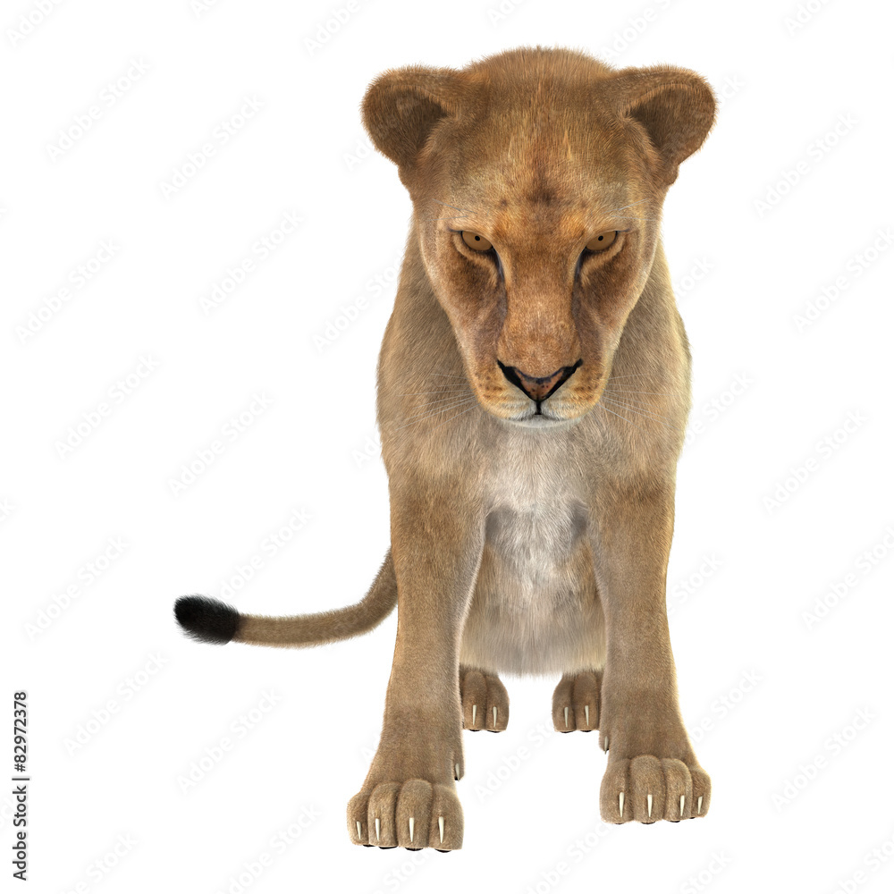 Obraz premium Female Lion