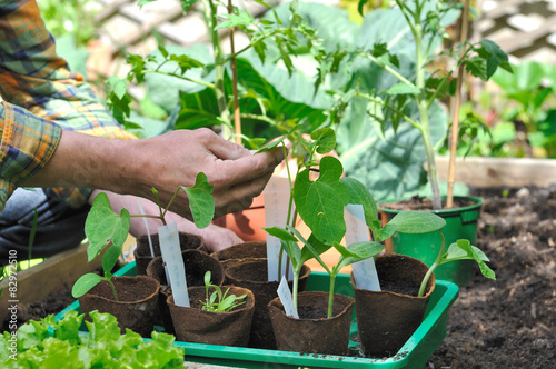 jardinier prenant soin de ses semis dans potager