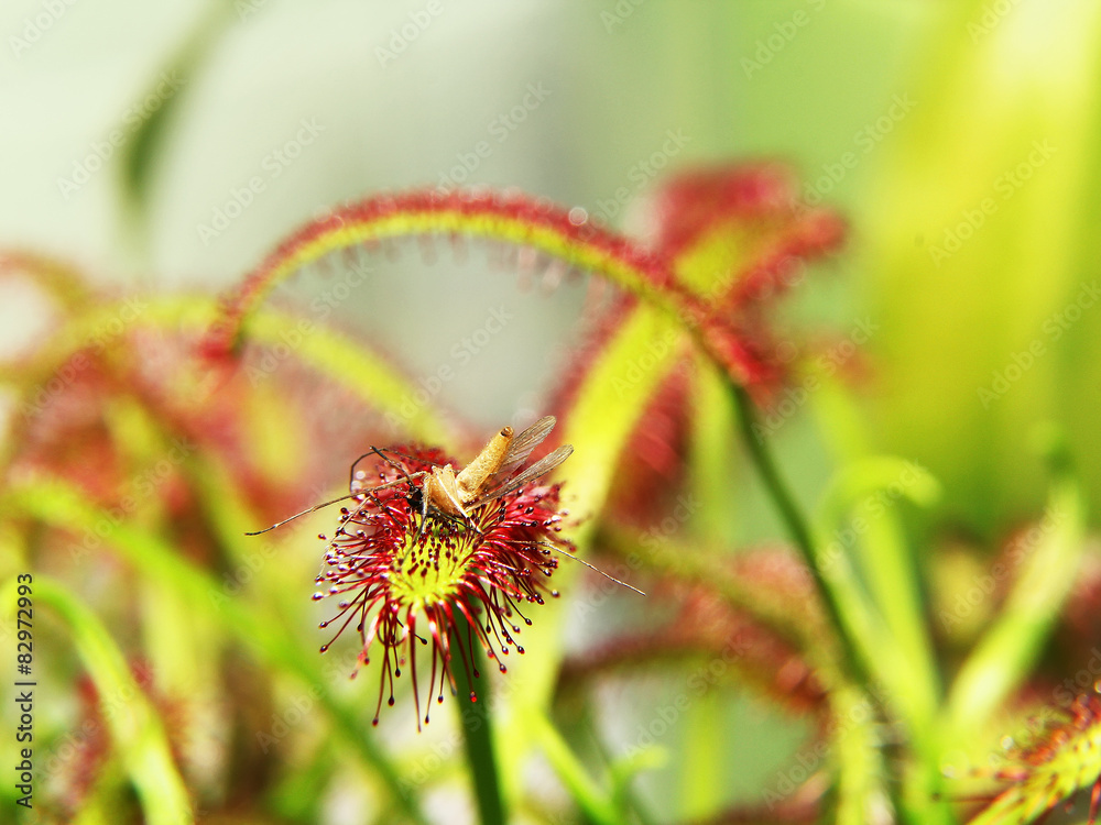 Fototapeta premium Insect moskito traped by drosera ( sundew ) close up