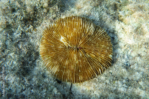 Underwater photography of a sea anemone
