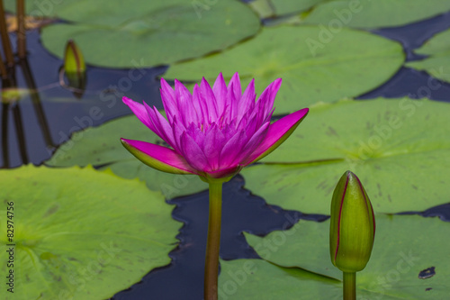 Purple Lotus