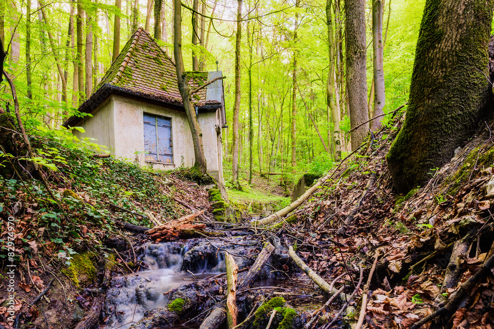 Spring Forest Spring Forest