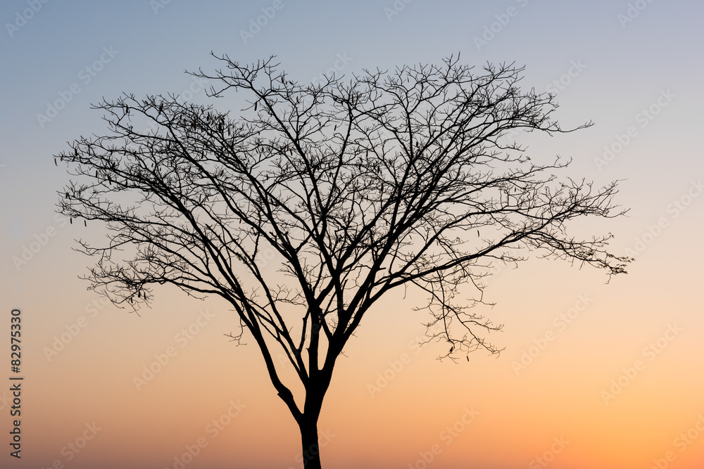 sunrise with die tree