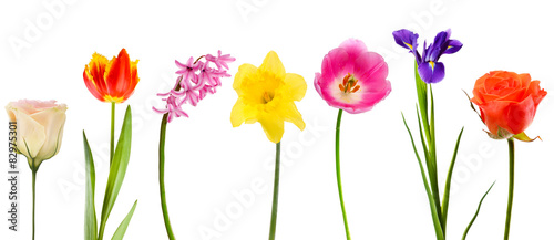 Beautiful flowers isolated on white