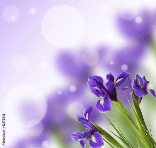 Beautiful Iris flowers on bright background