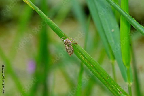 Dragonfly larva