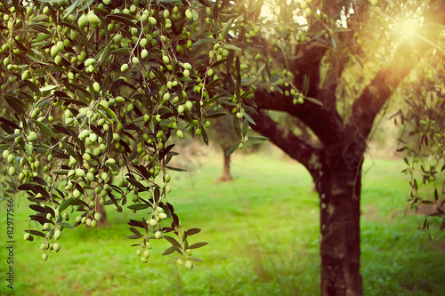 Fototapeta Vintage toned olive grove with sunlight beams