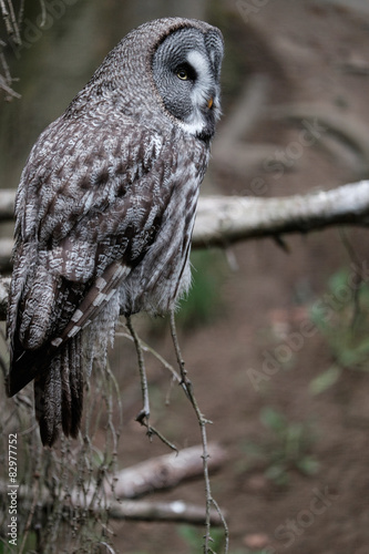 Wallpaper Mural waldkauz Torontodigital.ca