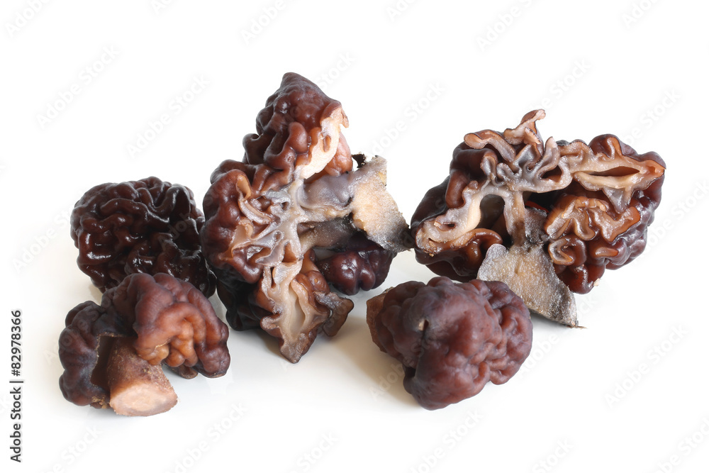 Gyromitra Gyromitra