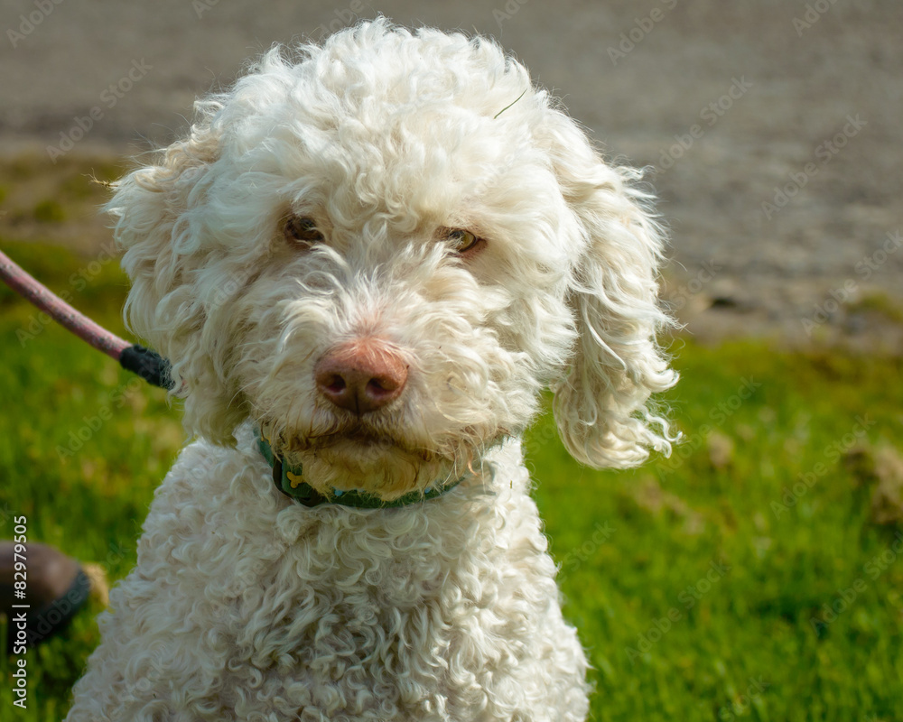 White Lagotto Romagnolo Dog on a Lead