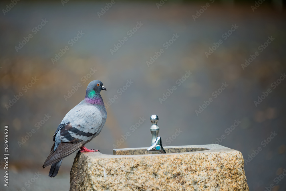 Naklejka premium 水飲み場の鳩