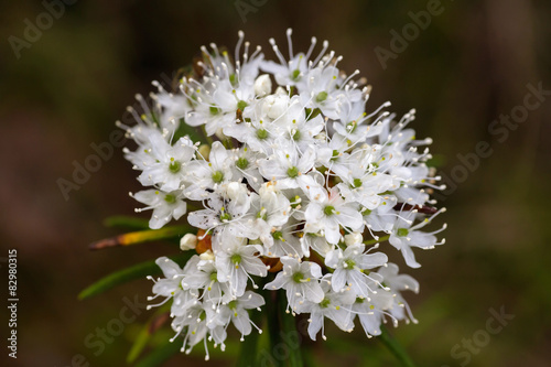 Labrador tea flowers