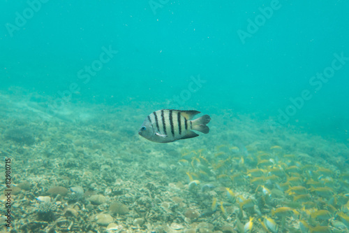 Underwater photography of a striped fish swimming