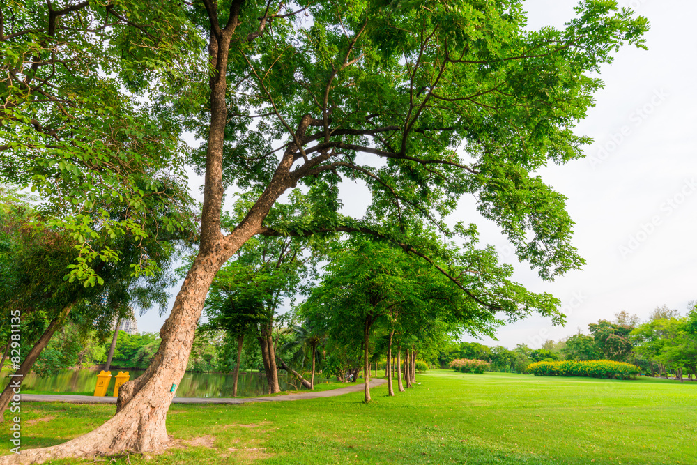 Big tree in puclic park