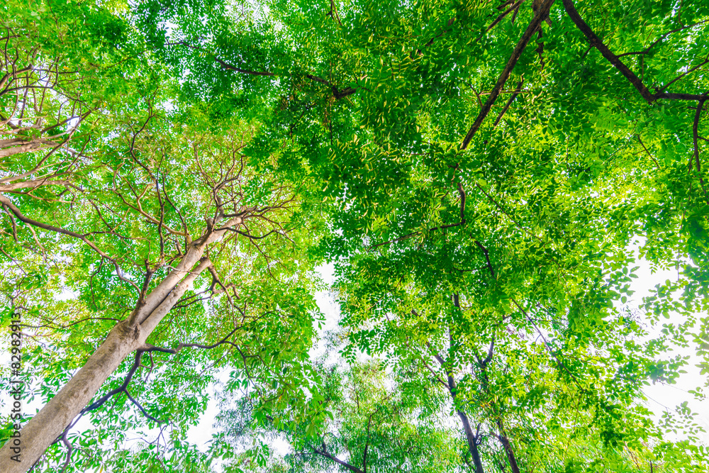 Fototapeta premium Big tree in puclic park