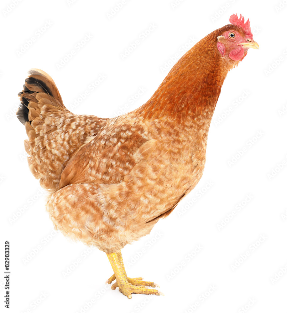 Fototapeta premium brown hen