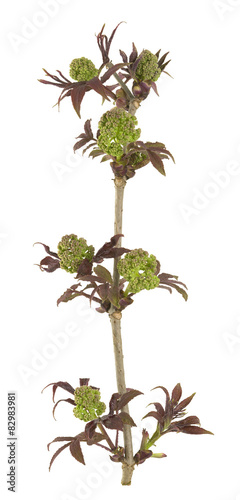 Red elderberry twig  Sambucus racemosa isolated on white