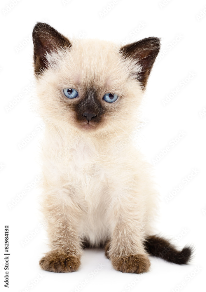 Kitten on a white background Kitten on a white background