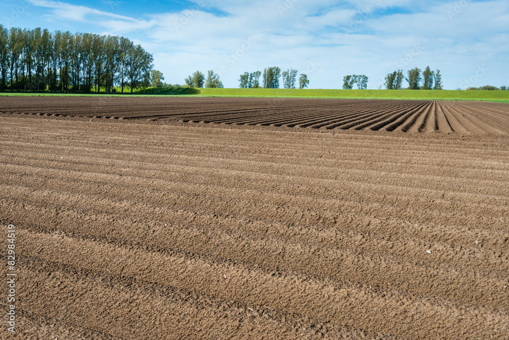 Crossing potato ridges after the rain