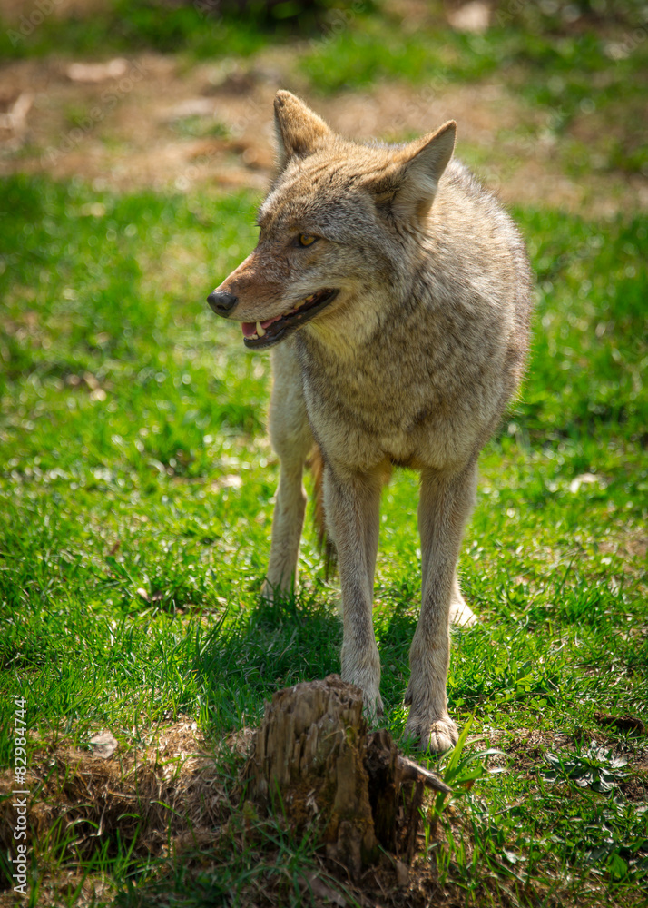 North American Coyote ( Canis Latrans) North American Coyote ( Canis Latrans)