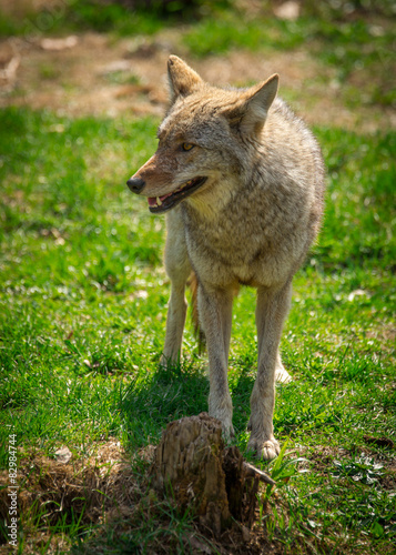 North American Coyote   Canis Latrans 