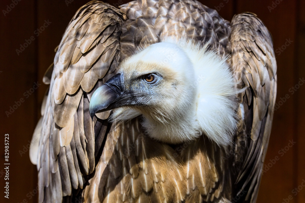 Eurasian griffon vulture portrait, Gyps fulvus Eurasian griffon vulture portrait, Gyps fulvus