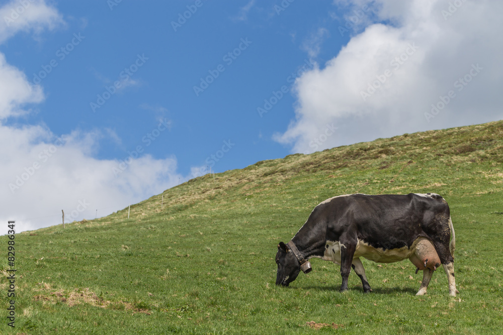 vache au pré