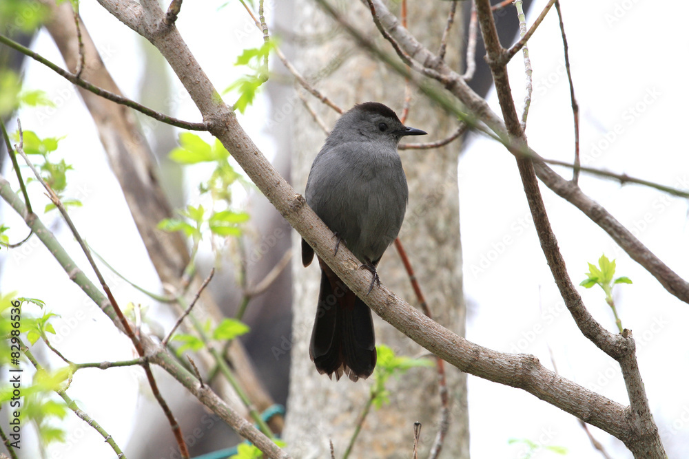 Gray Catbird perched on branch early spring Gray Catbird perched on branch early spring