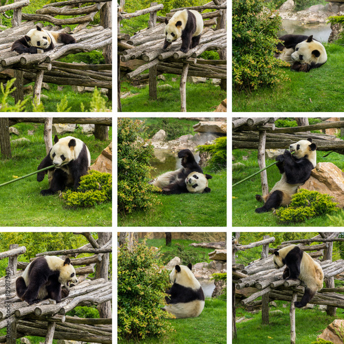 Fototapeta Naklejka Na Ścianę i Meble -  composition pandas