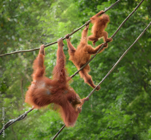 Orangutangs in funny poses walking on a rope