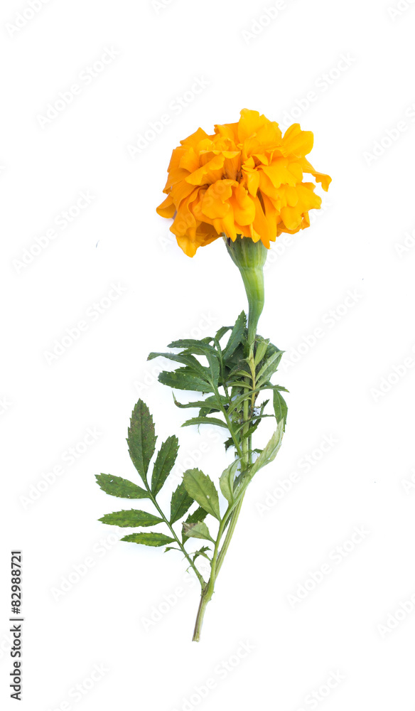 marigold flower isolated on white background